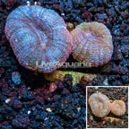 Lobed Brain Coral Australia  (click for more detail)