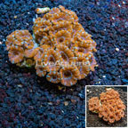 Acan Lord Coral Australia (click for more detail)