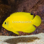 Yellow Angelfish  (click for more detail)