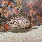 Brown Spotted Spinefoot (click for more detail)