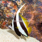 Bannerfish (click for more detail)