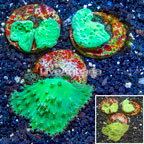 LiveAquaria® Three Pack Cultured Cabbage Leather Coral (click for more detail)