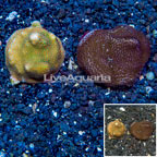 LiveAquaria® Two Pack Cultured Montipora Coral (click for more detail)