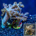 LiveAquaria® Two Pack Cultured Pineapple Tree Coral (click for more detail)