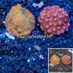 LiveAquaria® Two Pack Cultured Cyphastrea Coral (click for more detail)