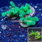 LiveAquaria® Three Pack Cultured Pocillopora Coral (click for more detail)