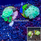 LiveAquaria® Two Pack Cultured Cabbage Leather Coral (click for more detail)