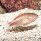 Arc-Eye Hawkfish (click for more detail)