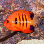 Flame Angelfish (click for more detail)
