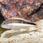Freckled Hawkfish (click for more detail)