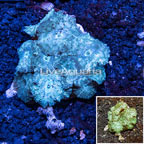 Actinodiscus Mushroom Rock Indonesia (click for more detail)