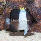 Black Zoster Butterflyfish (click for more detail)