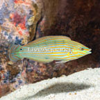 Melanurus Wrasse (click for more detail)