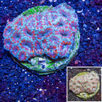 Acan Lord Coral Indonesia (click for more detail)