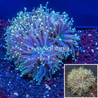 Torch Coral Indonesia (click for more detail)