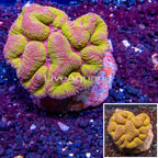 Symphyllia Brain Coral Indonesia (click for more detail)