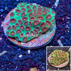 Favia Coral Indonesia (click for more detail)