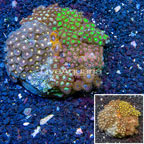 Zoanthus Coral Indonesia (click for more detail)