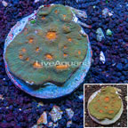 Ultra Chalice Coral Indonesia (click for more detail)