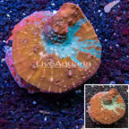 Ultra Chalice Coral Indonesia (click for more detail)