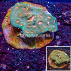 Ultra Chalice Coral Indonesia (click for more detail)