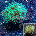 LiveAquaria® Cultured Hammer Coral (click for more detail)