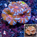 LiveAquaria® Cultured Acan Lord Coral (click for more detail)