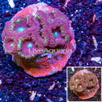 Blastomussa Coral Indonesia (click for more detail)