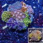 Zoanthus Coral Indonesia (click for more detail)