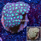 Blastomussa Coral Indonesia (click for more detail)