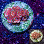 Blastomussa Coral Indonesia (click for more detail)