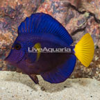 Purple Tang [Blemish] (click for more detail)