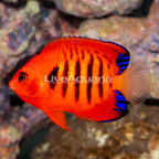 Flame Angelfish (click for more detail)