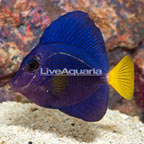Purple Tang [Blemish] (click for more detail)