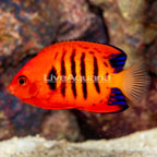 Flame Angelfish (click for more detail)