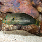 Dusky Wrasse (click for more detail)