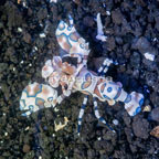 Harlequin Shrimp, Female (click for more detail)
