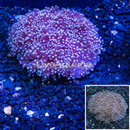 Torch Coral Vietnam (click for more detail)