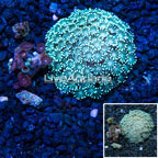 Alveopora Coral Vietnam (click for more detail)