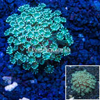 Alveopora Coral Vietnam (click for more detail)