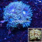 Duncan Coral Australia (click for more detail)