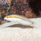 Rainbow Wrasse (click for more detail)