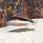 Freckled Hawkfish  (click for more detail)