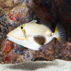 Bursa Triggerfish (click for more detail)