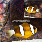 Clarkii Clownfish (click for more detail)