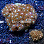Zoanthus Coral Indonesia (click for more detail)