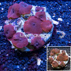 Mushroom Coral Indonesia (click for more detail)