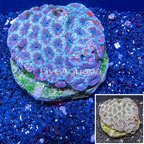 Acan Lord Coral Indonesia (click for more detail)