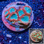 Blastomussa Coral Indonesia (click for more detail)
