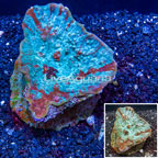 Ultra Chalice Coral Indonesia (click for more detail)